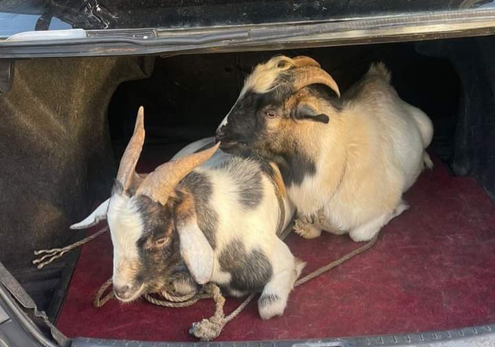 Two stolen goats retrieved, vehicle seized in St Bess