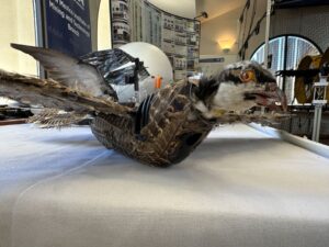 Dead birds get new life through taxidermy bird drones &#8211; report