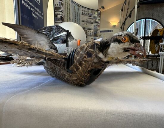 Dead birds get new life through taxidermy bird drones &#8211; report