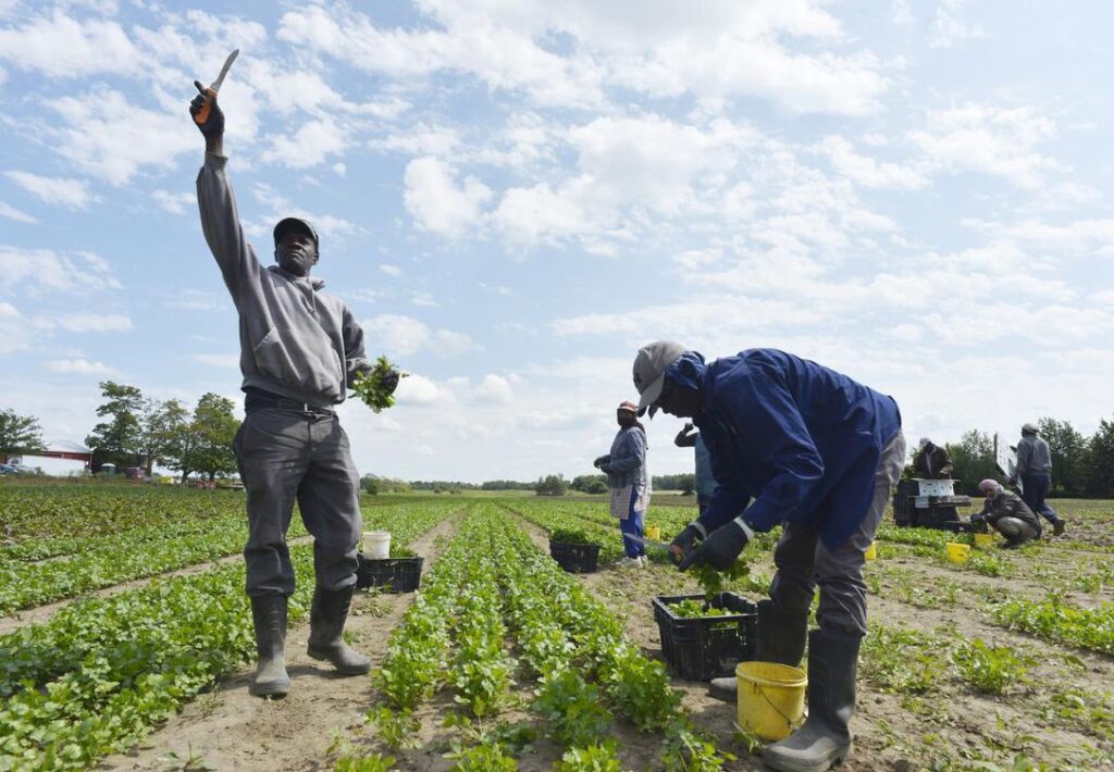 Jamaican farm worker dies of natural causes in Canada